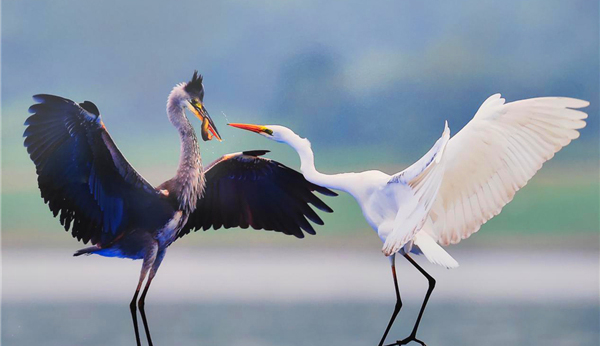 鳥類信息數據庫 | 野生鳥類保護和疫病監測的基礎